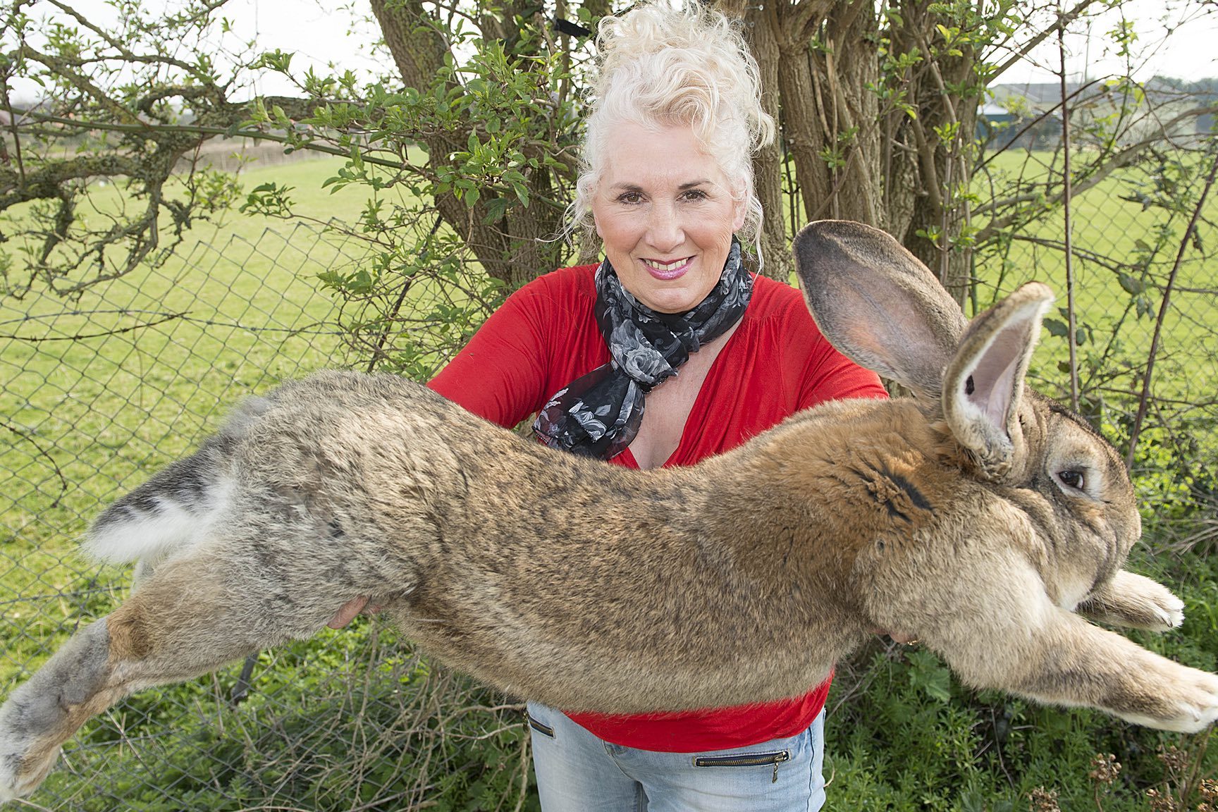 news-giant-rabbit-dies-on-united-flight-from-london-heathrow-to-chicago