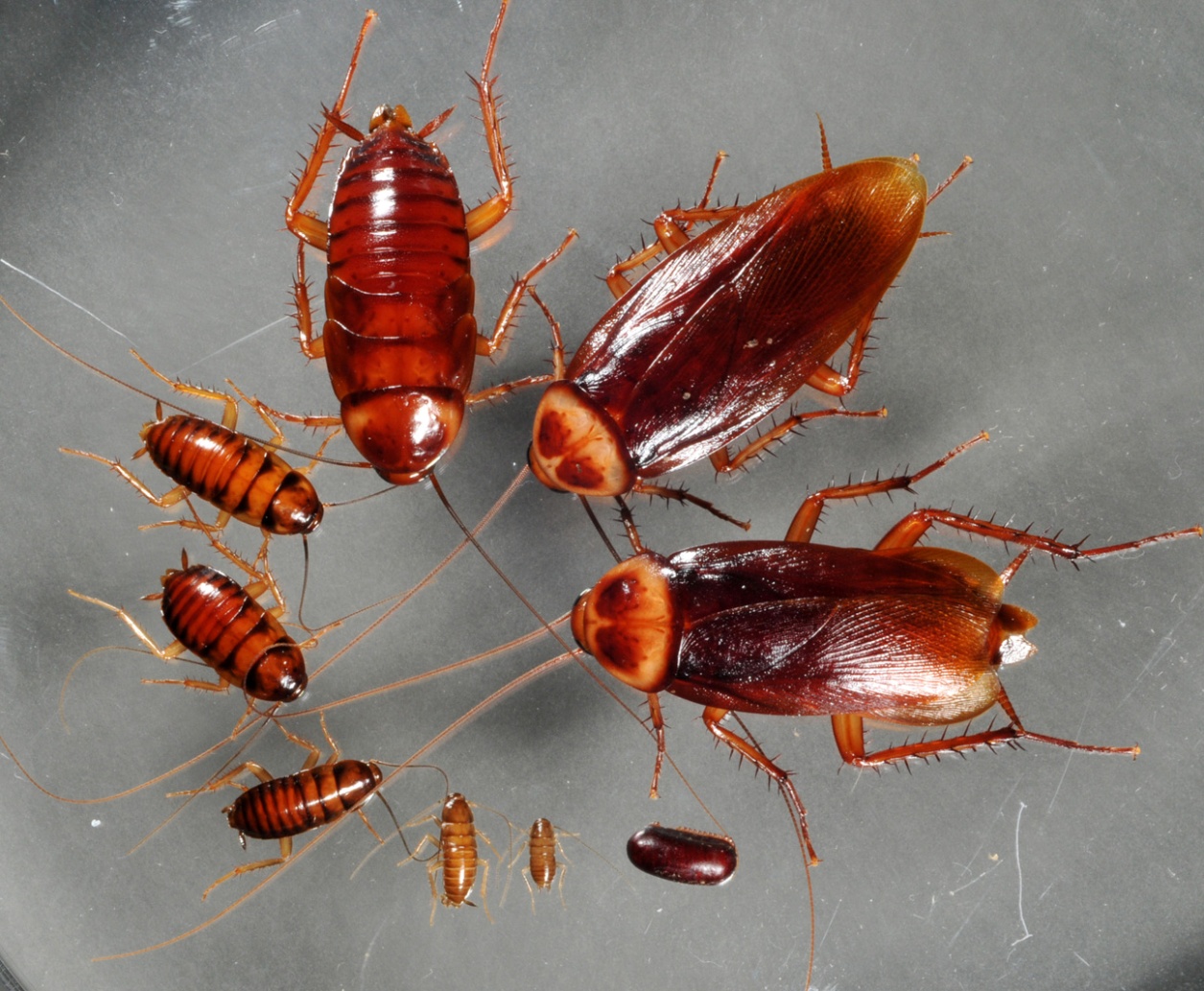 Baby Cockroaches Were Born In Space Aboard A Bio Satellite They Were