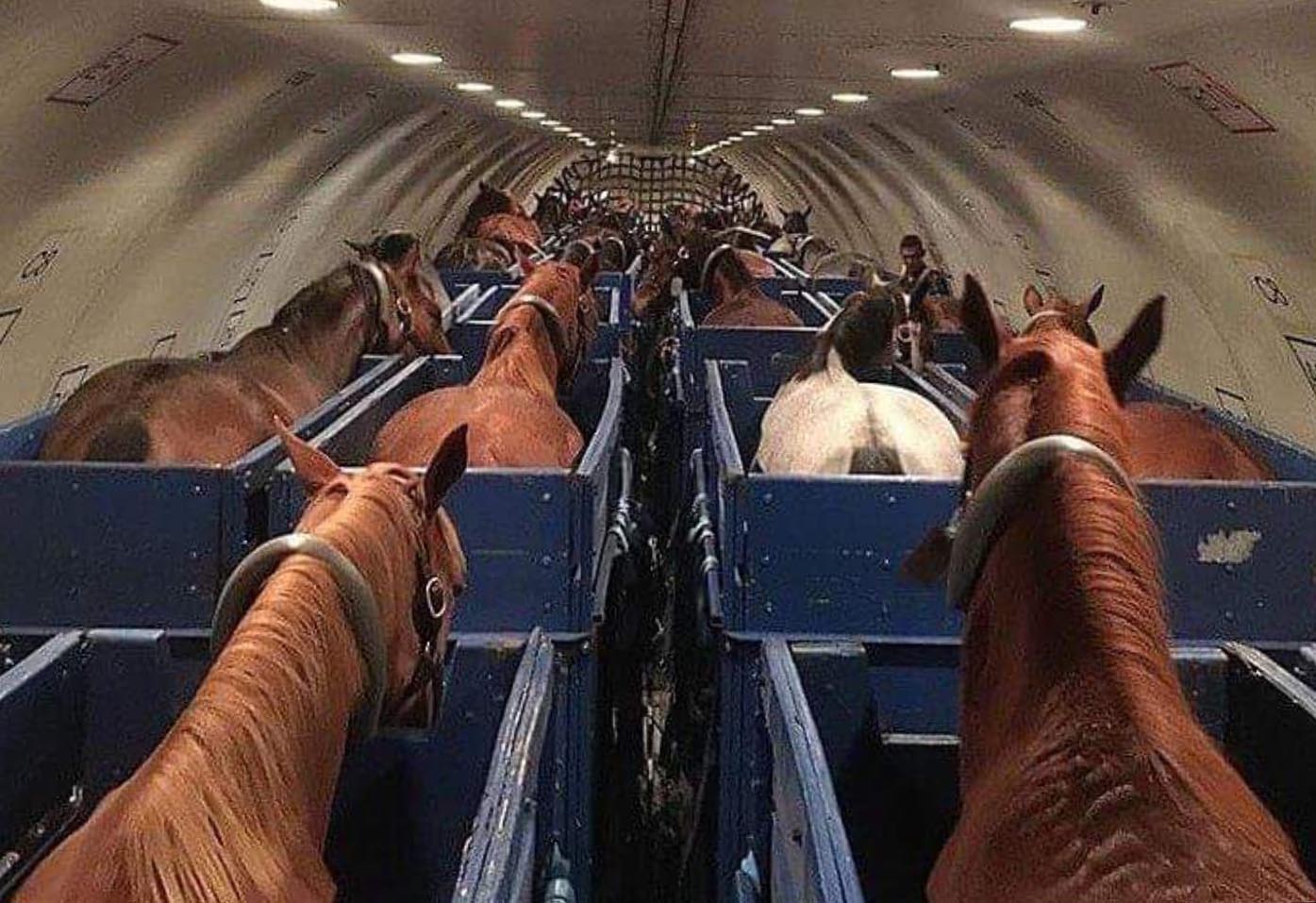 A horse escaped mid-flight the stall in the cargo hold of Boeing 747 from New  York JFK